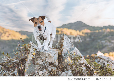 Dog hiking in mountains standing on rock 107314827