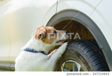 Dog sniffing car is training to inspect vehicle for drugs 107314843