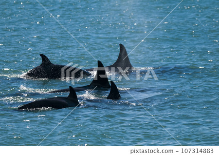 Orca hunting sea lions in the shoreline ,Peninsula Valdes, Patagonia, Argentina. Orca hunting sea lions in the shoreline ,Peninsula Valdes, Patagonia, Argentina. 107314883
