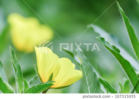 Antrum blooming in a pond Antrum blooming in a pond 107315035