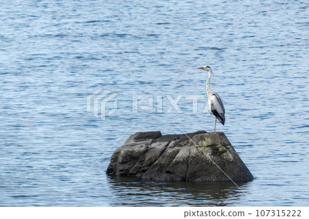 A gray heron standing on one leg in Lake Biwa, Omihachiman City, Shiga Prefecture 107315222