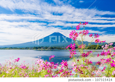 (Yamanashi Prefecture) Cosmos and Mt. Fuji on the shore of Lake Kawaguchi 107315414