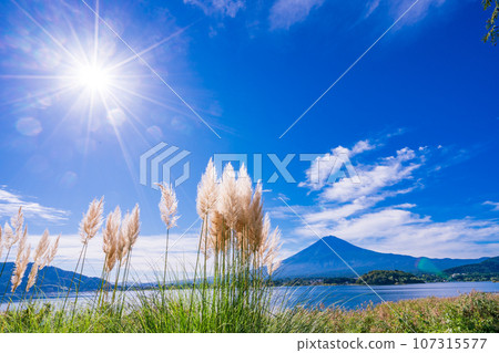 (山梨縣)河口湖畔的蒲葦和富士山 (山梨縣)河口湖畔的蒲葦和富士山 107315577