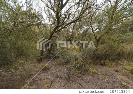 Calden forest landscape, Geoffraea decorticans plants, La Pampa province, Patagonia, Argentina. Calden forest landscape, Geoffraea decorticans plants, La Pampa province, Patagonia, Argentina. 107315894