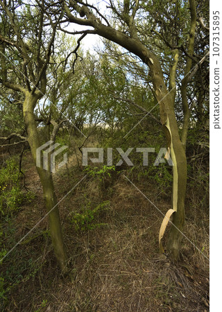 Calden forest landscape, La Pampa province, Patagonia, Argentina. Calden forest landscape, La Pampa province, Patagonia, Argentina. 107315895