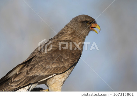 Caracara chimango portrait , La Pampa province, Patagonia , Argentina Caracara chimango portrait , La Pampa province, Patagonia , Argentina 107315901