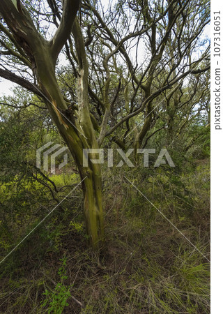 Calden forest landscape, Geoffraea decorticans plants, La Pampa province, Patagonia, Argentina. 107316051