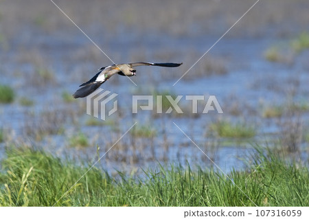 Southern Lapwing, Vanellus chilensis in flight, La Pampa Province, Patagonia, Argentina 107316059