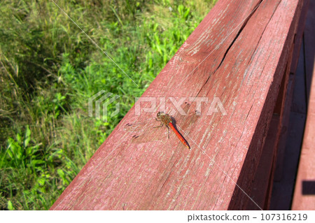 Red dragonfly on a wooden surface on a sunny day. 107316219