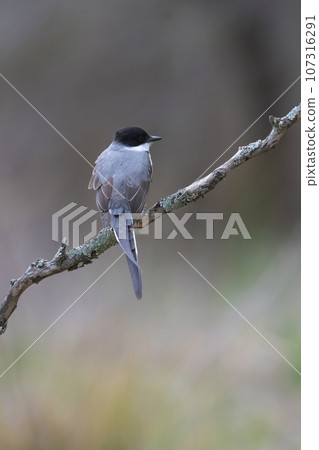 Fork tailed Flycatcher perched in forest, La Pampa Province, Patagonia, Argentina. Fork tailed Flycatcher perched in forest, La Pampa Province, Patagonia, Argentina. 107316291