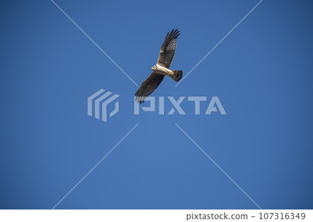 Long winged Harrier in flight, La Pampa province, Patagonia , Argentina Long winged Harrier in flight, La Pampa province, Patagonia , Argentina 107316349