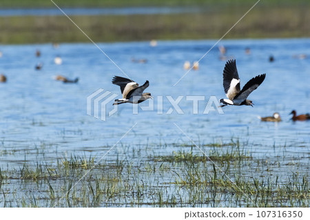 Southern Lapwing, Vanellus chilensis in flight, La Pampa Province, Patagonia, Argentina 107316350