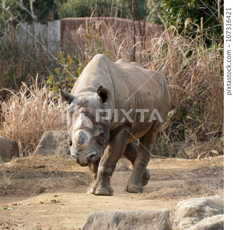 Eastern Black Rhinoceros Coming 107316421