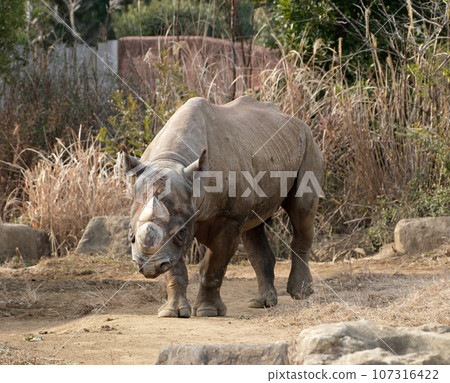 Eastern Black Rhinoceros Coming 107316422
