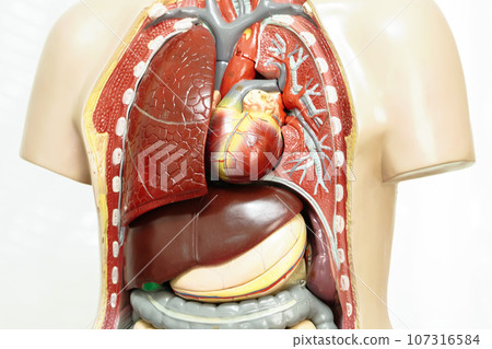 Human body anatomy organ model isolated on white background with clipping path for study education medical course. Human body anatomy organ model isolated on white background with clipping path for study education medical course. 107316584