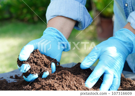 Peat moss, fertilizer soil for organic agriculture, plant growing, ecology concept. Peat moss, fertilizer soil for organic agriculture, plant growing, ecology concept. 107316609