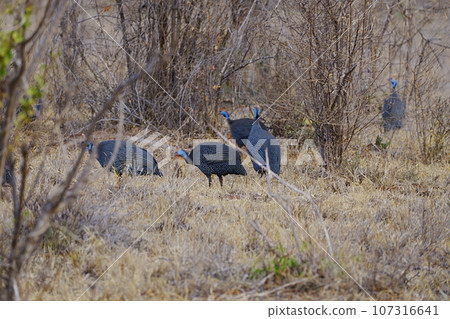 Flock of Helmeted guineafowl birds on african savanna at Tsavo East National Park in Kenya Flock of Helmeted guineafowl birds on african savanna at Tsavo East National Park in Kenya 107316641