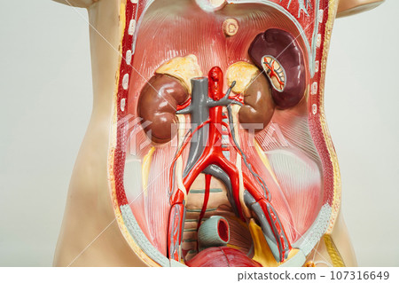 Kidney human anatomy model for study education medical course. 107316649