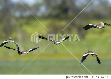 Southern Lapwing, Vanellus chilensis in flight, La Pampa Province, Patagonia, Argentina 107316784
