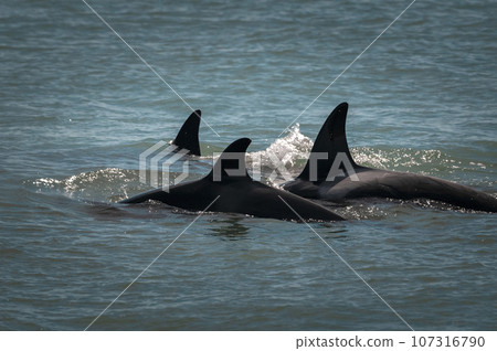Killer whale mother and baby, Peninsula Valdes breathing on the surface, Peninsula Valdes, Patagonia, Argentina 107316790
