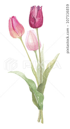 3 tulips red/pink 107316859