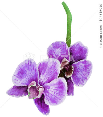 Watercolor purple orchid flower 107316950