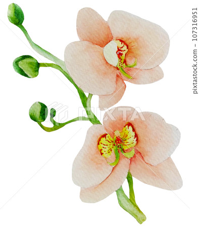 Watercolor orchid flower Watercolor orchid flower 107316951