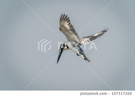Pied kingfisher hovers in perfect blue sky 107317260