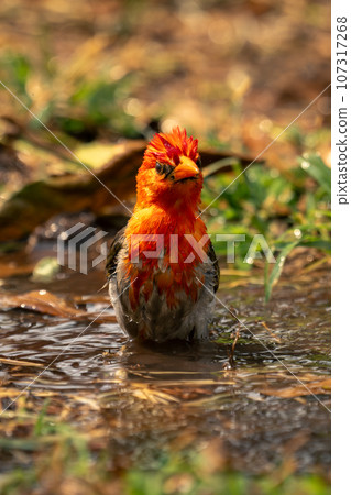 Red-headed weaver stands in puddle watching camera 107317268