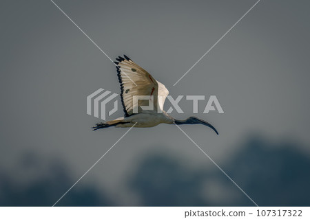 African sacred ibis passes trees lifting wings African sacred ibis passes trees lifting wings 107317322