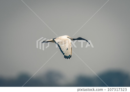African sacred ibis passes trees lowering wings 107317323