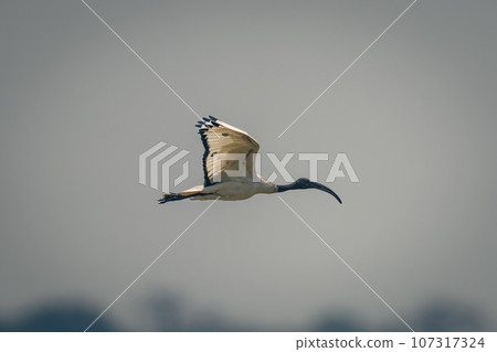 African sacred ibis passes trees raising wings African sacred ibis passes trees raising wings 107317324