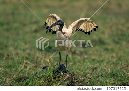 African sacred ibis spreads wings on grass African sacred ibis spreads wings on grass 107317325