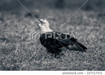 Mono two fish eagles mirror each other 107317331