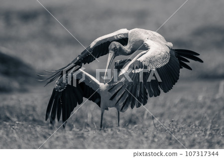 Mono yellow-billed storks quarrel on grassy riverbank 107317344