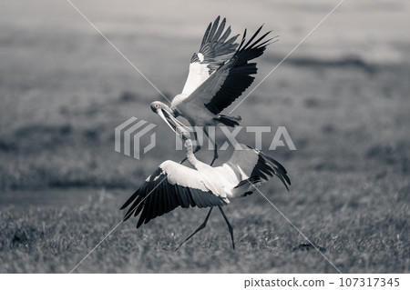 Mono yellow-billed storks squabble on grassy riverbank 107317345