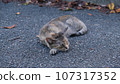 Stray cat sleeping on the asphalt 107317352