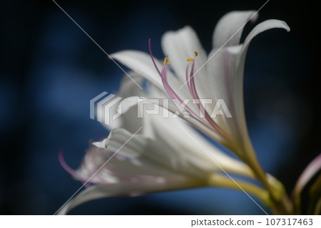 White lily White lily 107317463