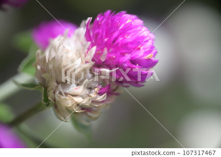 粉紅色的花朵綻放 粉紅色的花朵綻放 107317467