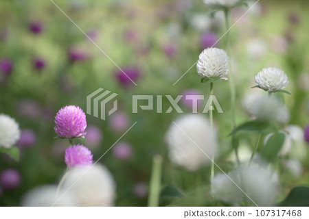 到艾草花 到艾草花 107317468