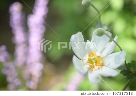 白海葵花 107317518