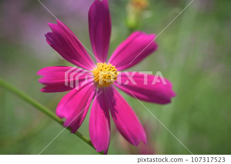深粉紅波斯菊盛開在秋天的花壇裡 107317523