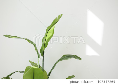 Close up of big green tropical leaves of Strelitzia reginae houseplant, Bird of paradise foliage isolated on white wall background with sunlights from window. Home gardening. Copy space for text. 107317865