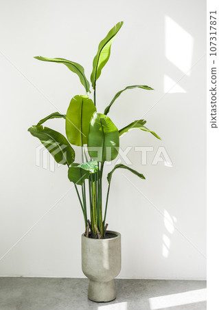 Trendy tall houseplant Strelitzia reginae or Bird of paradise with big green tropical leaves in concrete pot indoors on white wall background with sunlights. Home gardening. Copy space for text. 107317871