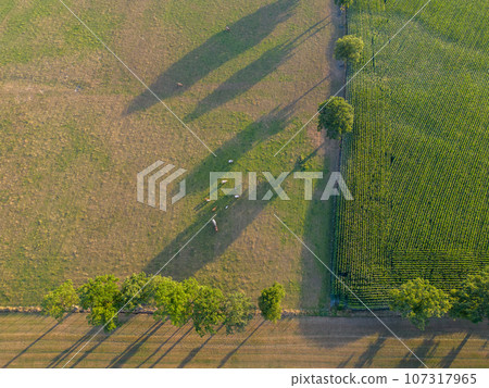 Aerial Panorama: Vibrant Agricultural Fields Stretching to the Horizon Aerial Panorama: Vibrant Agricultural Fields Stretching to the Horizon 107317965