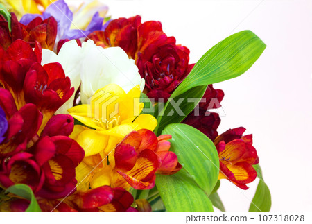 Bouquet of red, yellow freesias on gradient spring, summer background with bokeh. Banner. International Women's, Mother's Day, March 8, birthday. Copy space Bouquet of red, yellow freesias on gradient spring, summer background with bokeh. Banner. International Women's, Mother's Day, March 8, birthday. Copy space 107318028