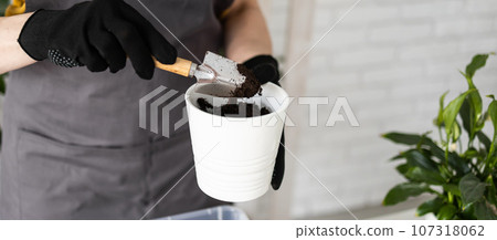 Spring houseplant care banner, repotting houseplants. Waking up indoor plants for spring. Middle aged woman is transplanting plant into new pot at home. Gardener transplant plant Spathiphyllum Spring houseplant care banner, repotting houseplants. Waking up indoor plants for spring. Middle aged woman is transplanting plant into new pot at home. Gardener transplant plant Spathiphyllum 107318062