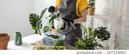 Spring houseplant care banner, repotting houseplants. Waking up indoor plants for spring. Middle aged woman is transplanting plant into new pot at home. Gardener transplant plant Spathiphyllum 107318063