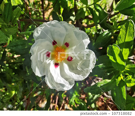Beautiful tropical flower. 107318082
