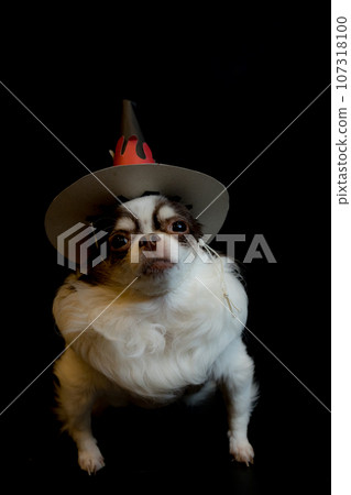 Adorable chihuahua dog wearing a Halloween witch hat and holding a pumpkin on dark background. 107318100